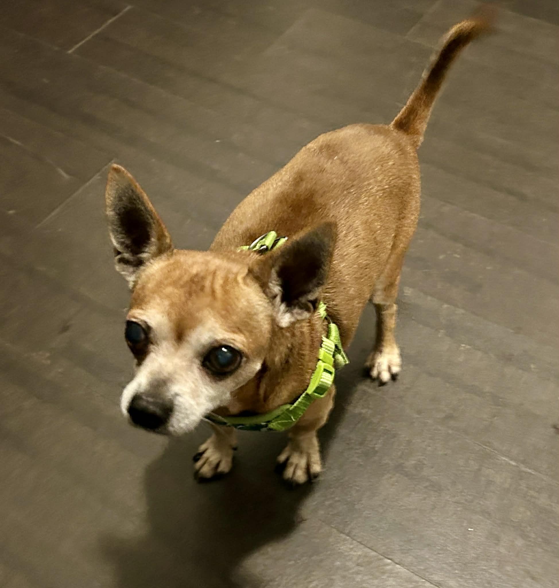 Enlarge Milo, a ADOPTABLE mixed breed in Edmonton, AB image 1/5