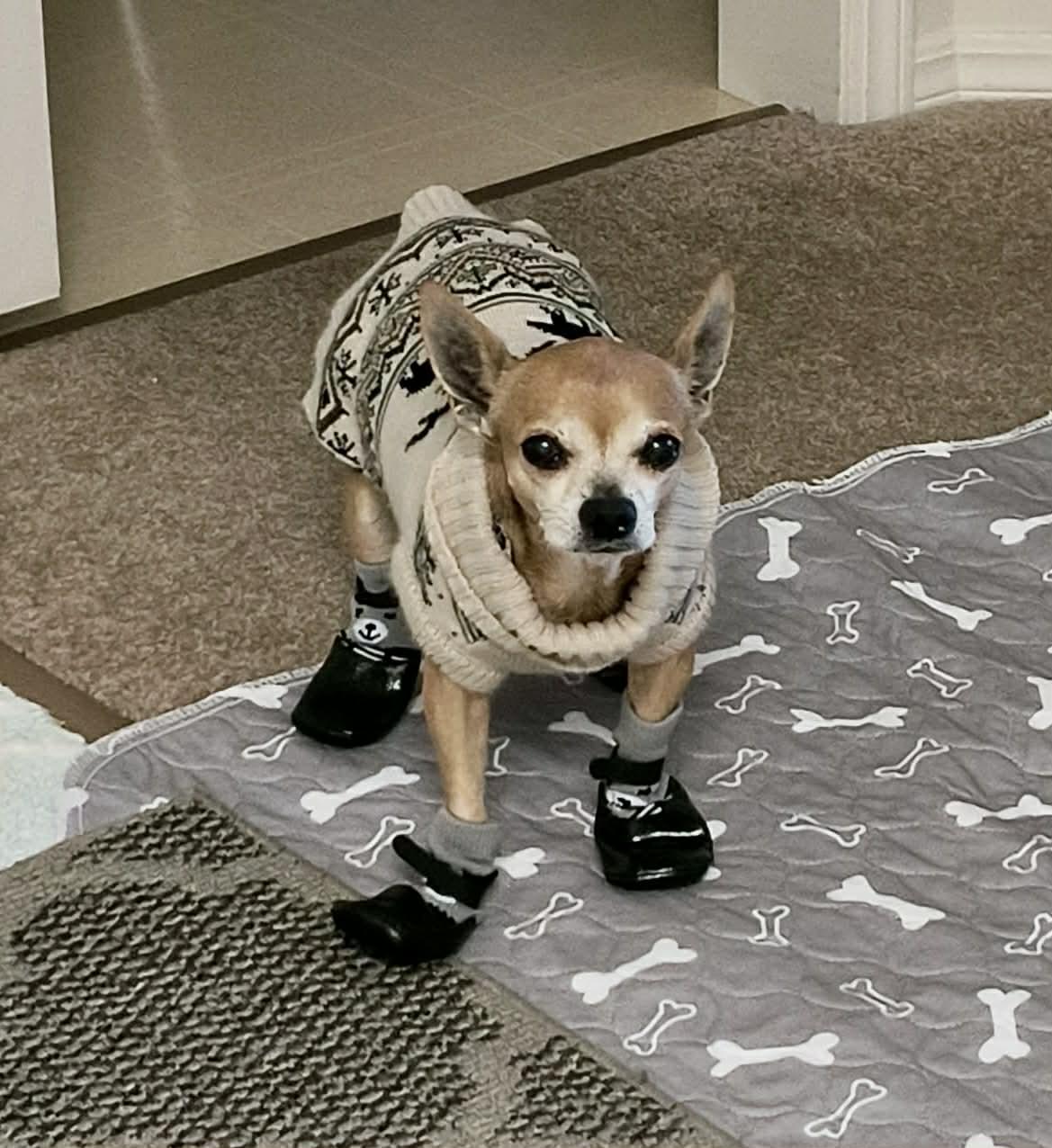 Enlarge Milo, a ADOPTABLE mixed breed in Edmonton, AB image 3/5