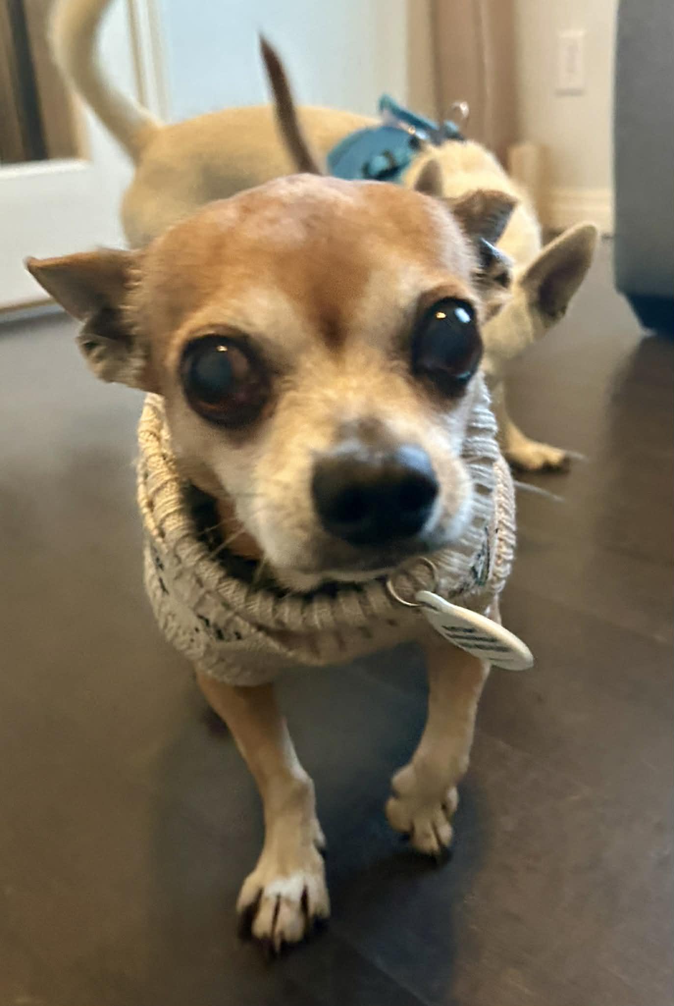 Enlarge Milo, a ADOPTABLE mixed breed in Edmonton, AB image 2/5