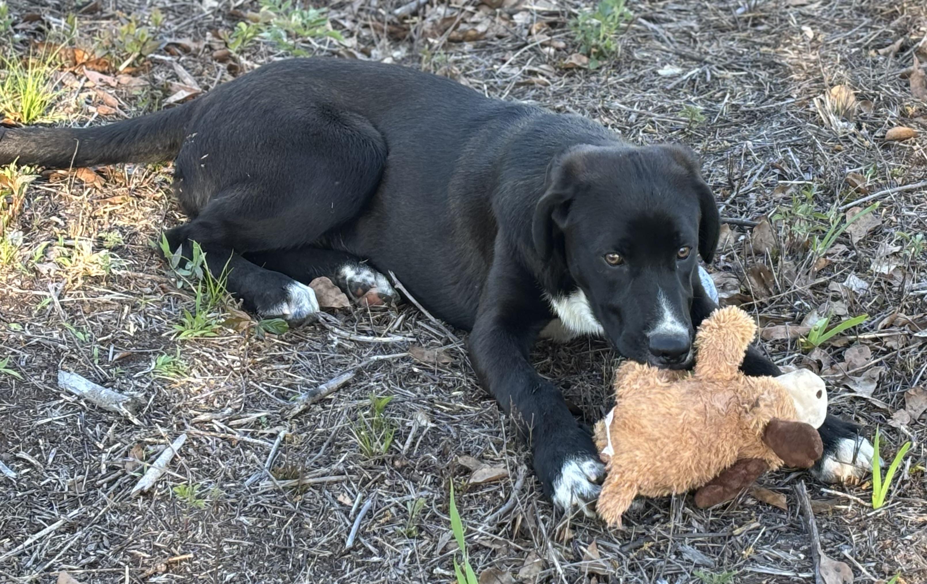 Enlarge Knight, an adopted mixed breed in Hortense, GA image 3/3