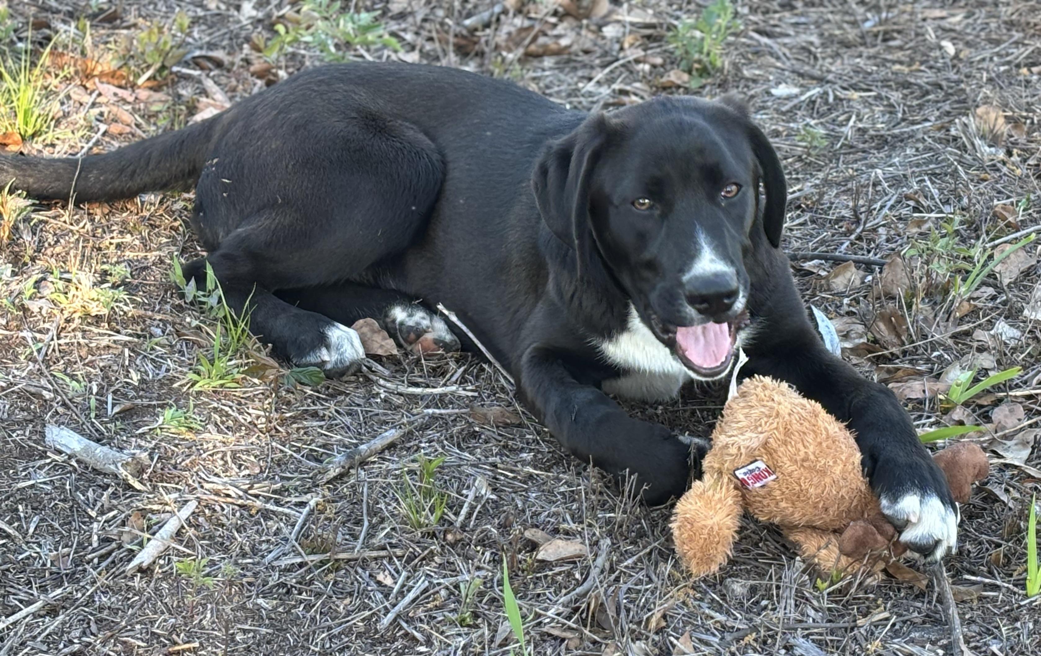 Enlarge Knight, an adopted mixed breed in Hortense, GA image 1/3