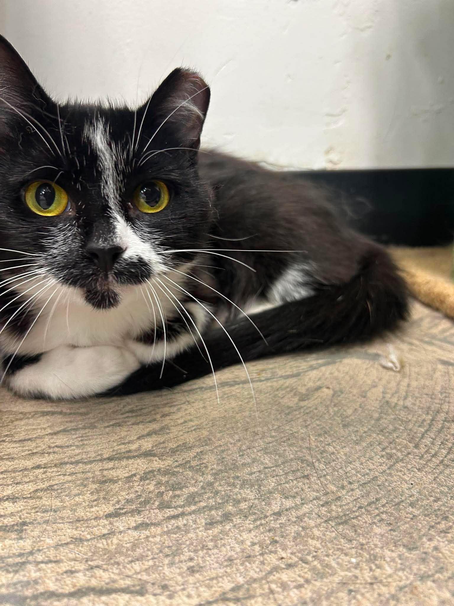 Fia, ADOPTABLE, Adult Female Domestic Short Hair.