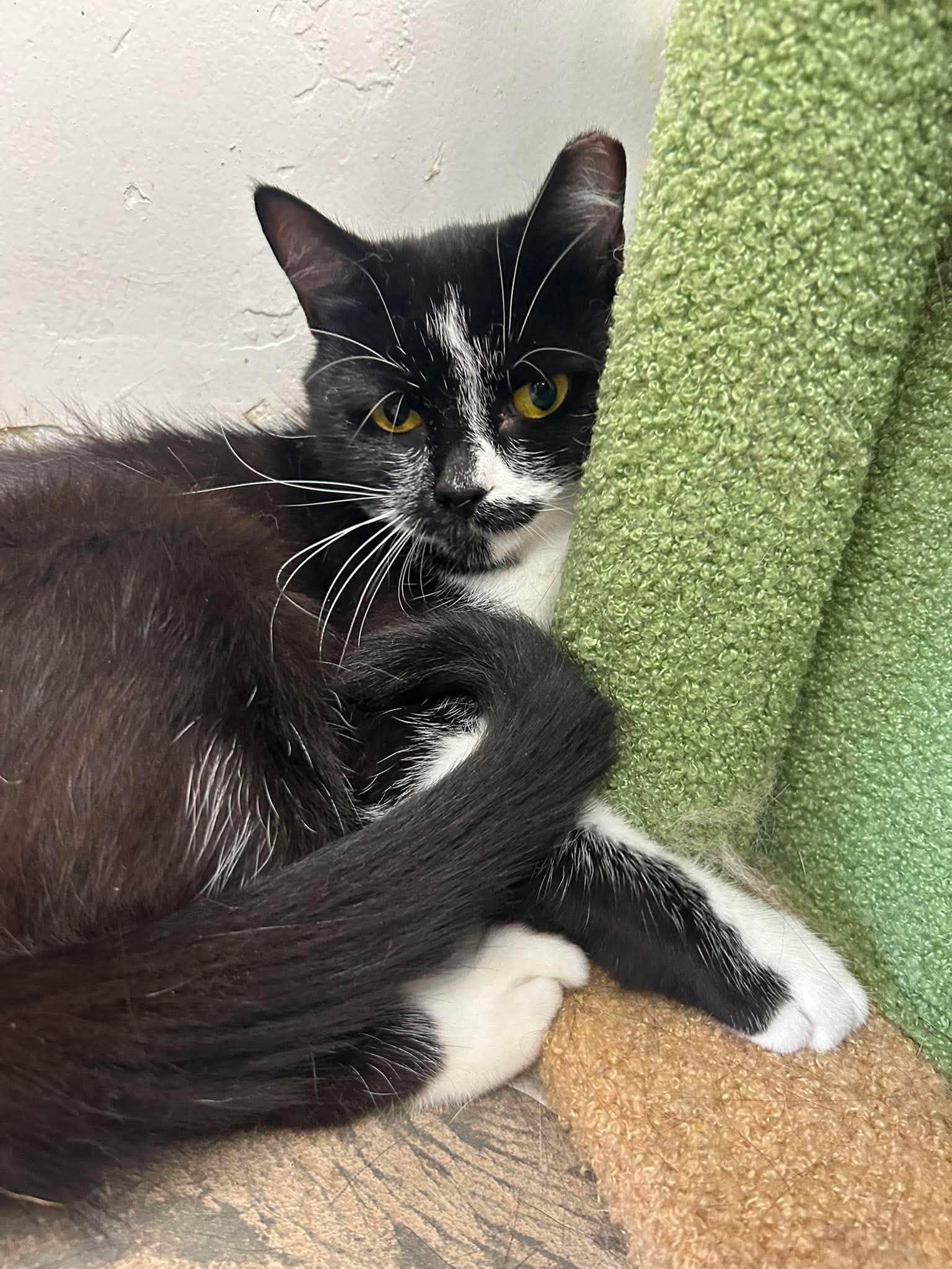 Fia, a ADOPTABLE Domestic Short Hair in Roosevelt, UT image 3/3
