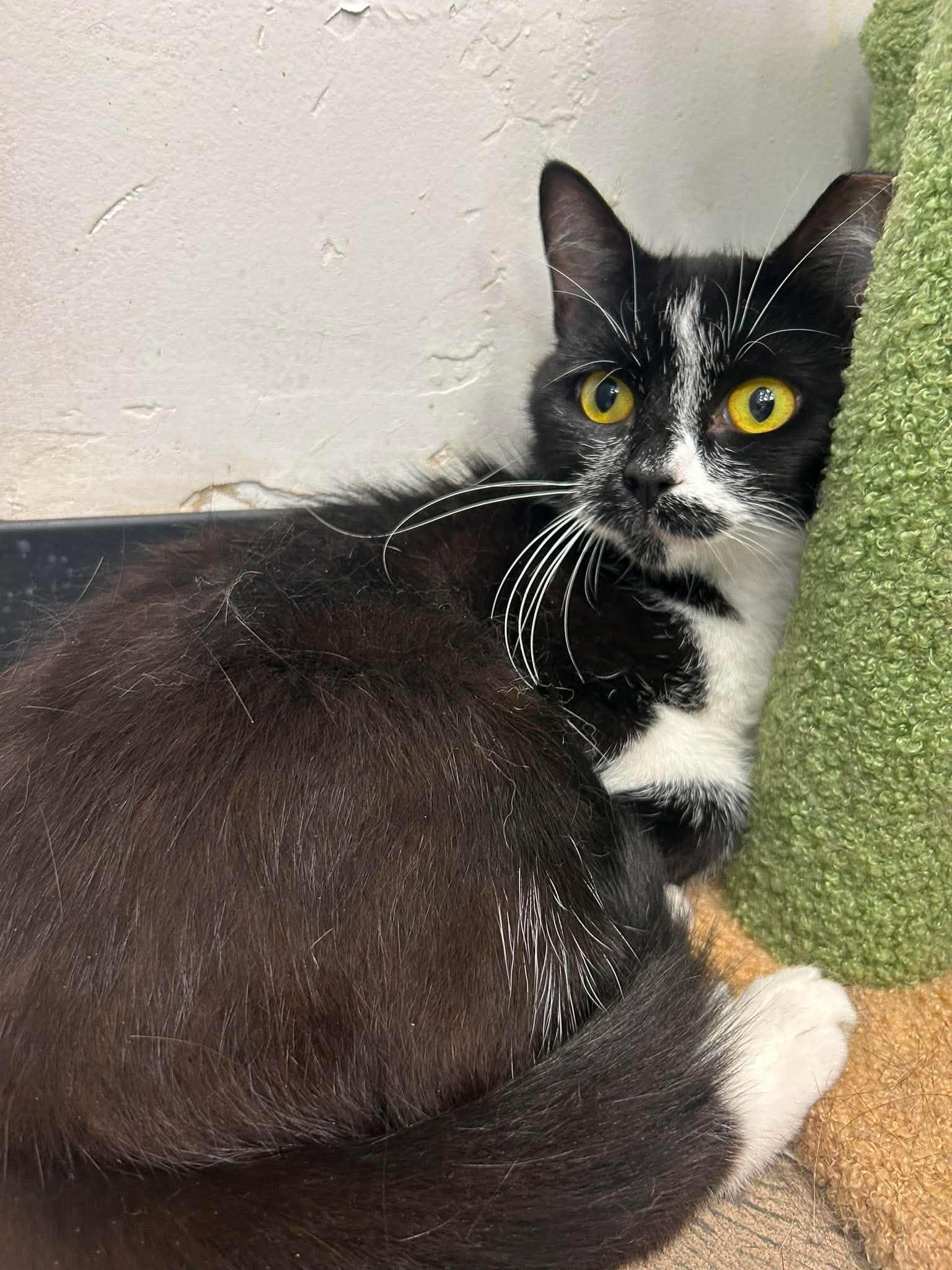 Fia, a ADOPTABLE Domestic Short Hair in Roosevelt, UT image 2/3