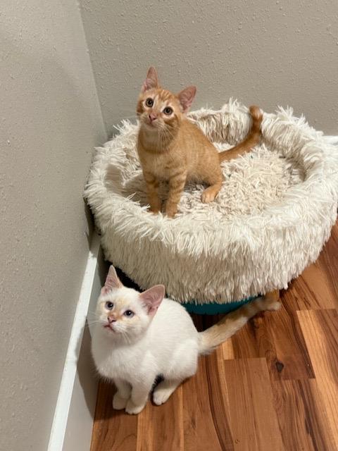 Tango, Adopted, Young Male Domestic Short Hair.