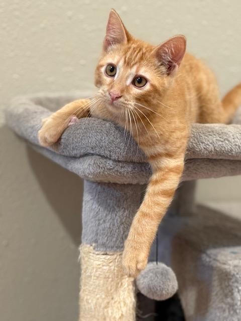 Tango, a Adopted Domestic Short Hair in Crossville, TN image 2/3