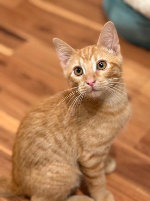 Tango, a Adopted Domestic Short Hair in Crossville, TN image 3/3