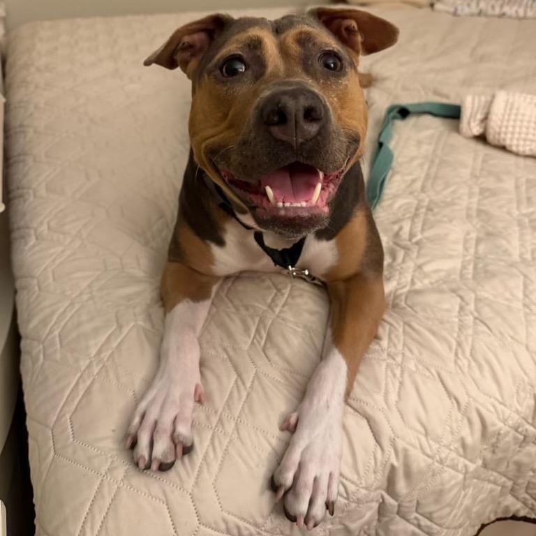 Beatrix **Courtesy Post**, Adoptable, Adult Female Mixed Breed.