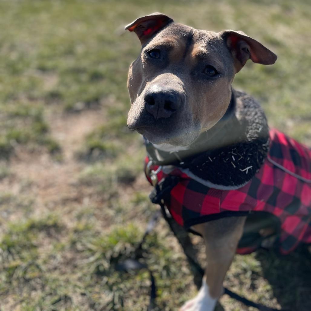 Enlarge Beatrix **Courtesy Post**, a Adoptable Mixed Breed in Silver Spring, MD image 2/4