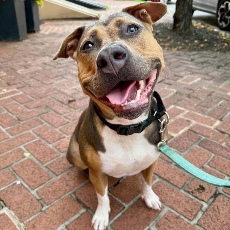 Enlarge Beatrix **Courtesy Post**, a Adoptable Mixed Breed in Silver Spring, MD image 3/4