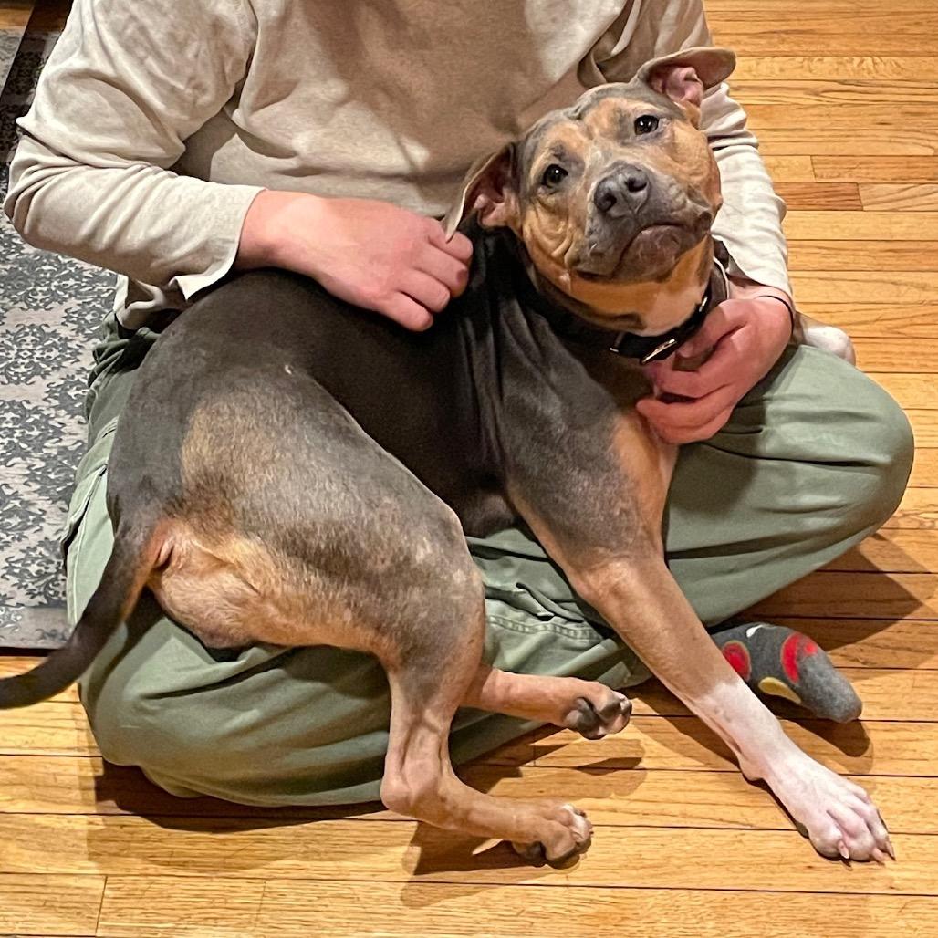 Enlarge Beatrix **Courtesy Post**, a Adoptable Mixed Breed in Silver Spring, MD image 4/4