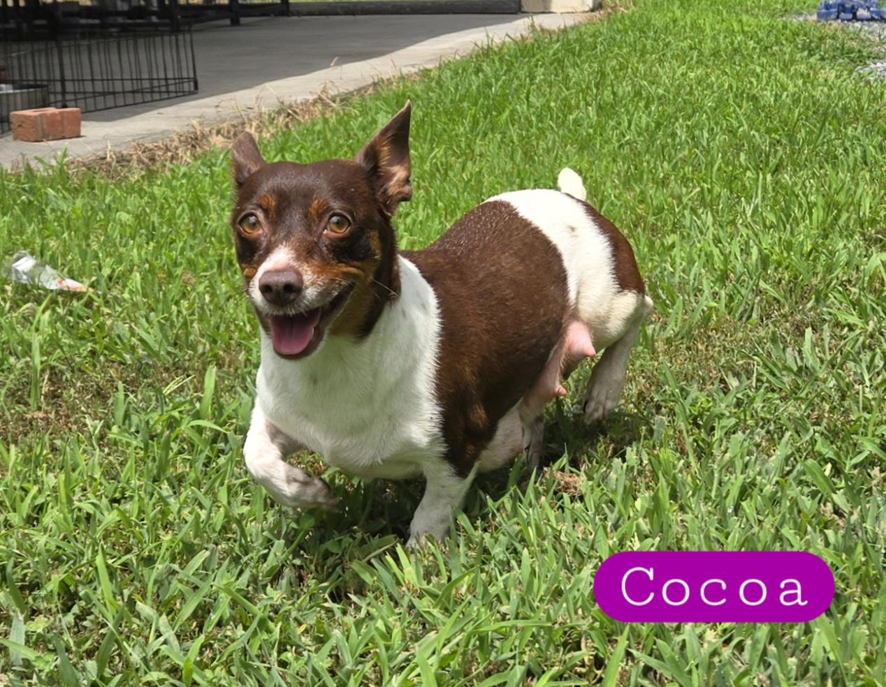 CoCo