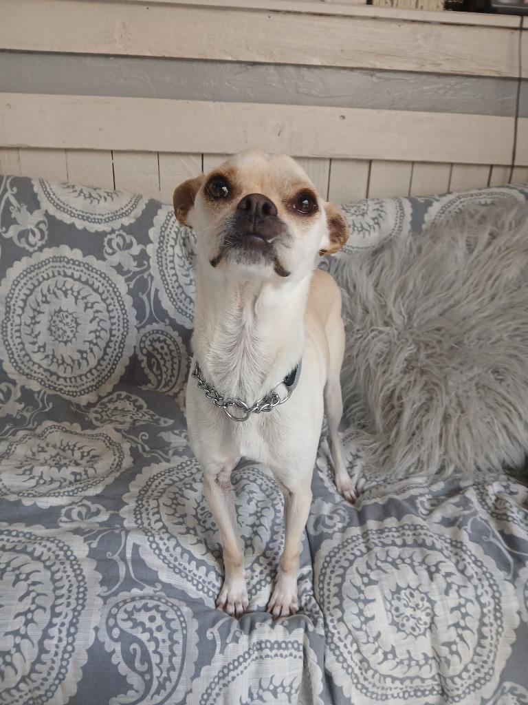 Enlarge Dinny, a Adoptable mixed breed in Fort Worth, TX image 1/6