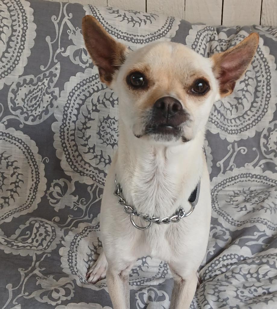 Enlarge Dinny, a Adoptable mixed breed in Fort Worth, TX image 3/6