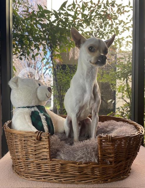 Dinny, Adoptable, Adult Male Chihuahua.