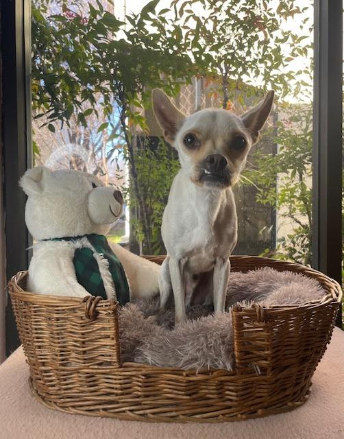 Dinny, a Adoptable Chihuahua in Fort Worth, TX image 2/3