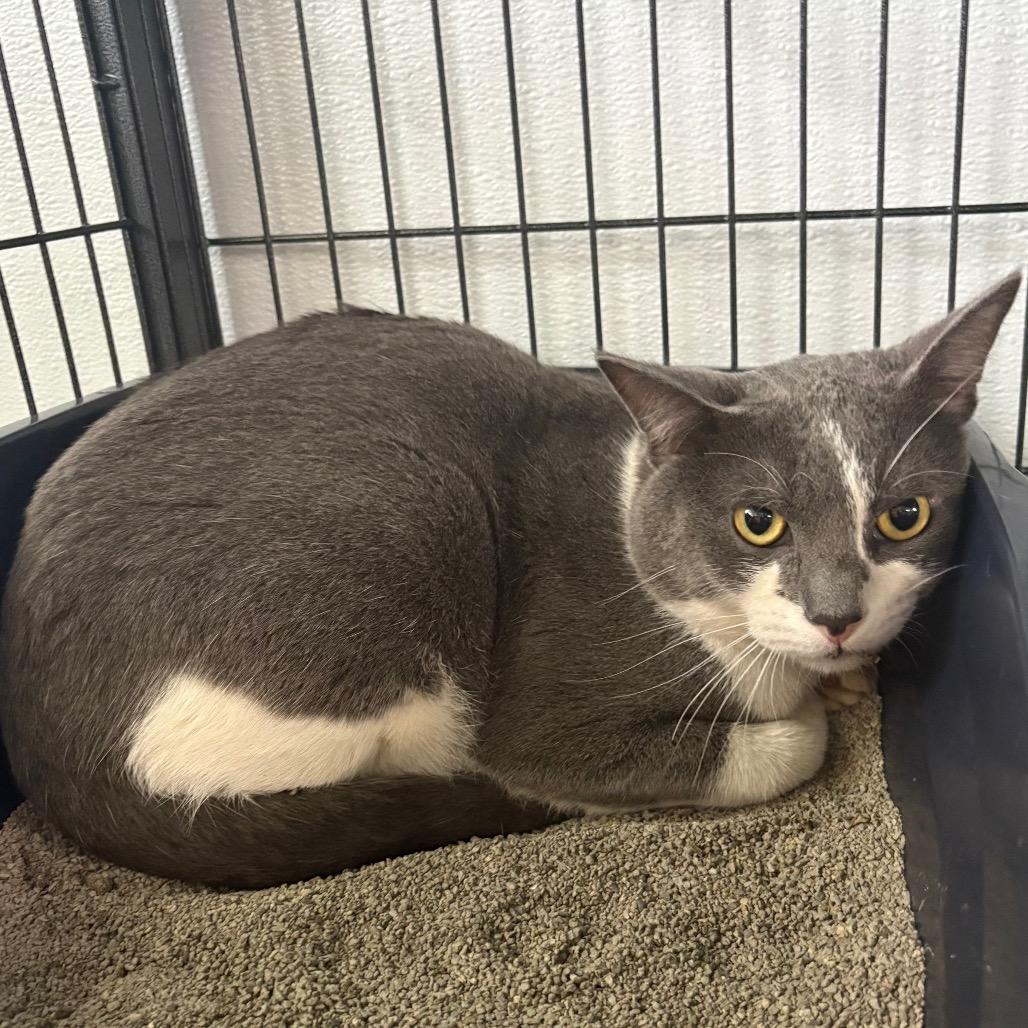 Enlarge Grimm, a Adoptable Domestic Short Hair in Crookston, MN image 1/1