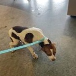 Ruby 60058685, ADOPTABLE, Young Female Pit Bull Terrier & Labrador Retriever.