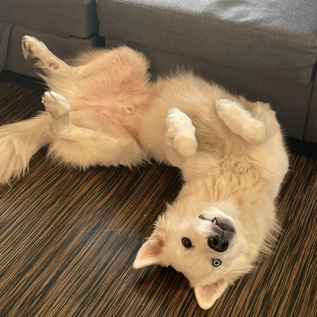 Steve, a Adoptable mixed breed in Lions Bay, BC image 1/6