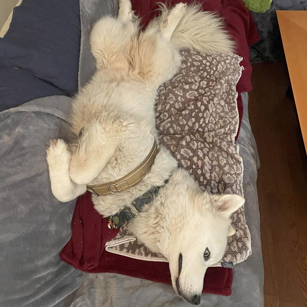 Steve, a Adoptable mixed breed in Lions Bay, BC image 2/6