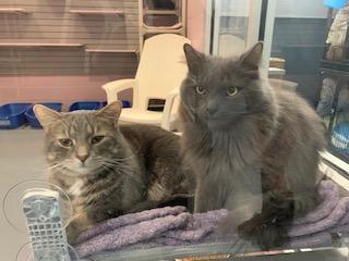 Jester, Adoptable, Adult Male Domestic Short Hair.