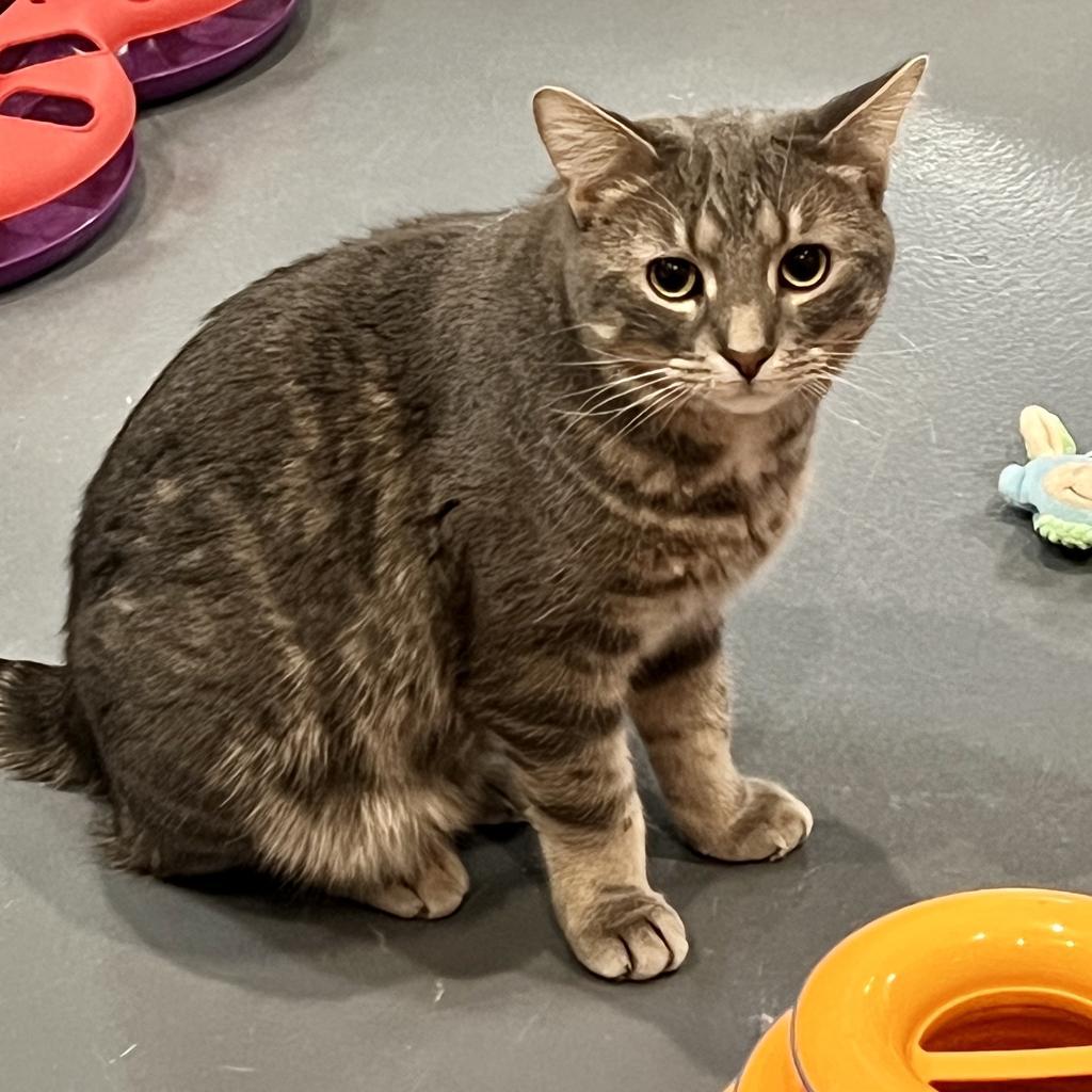 Enlarge Jester, a Adoptable mixed breed in South Bend, IN image 2/6