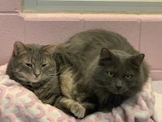 Jester, Adoptable, Adult Male Domestic Short Hair.