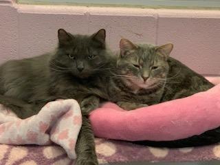 Enlarge Jester, a Adoptable mixed breed in South Bend, IN image 6/6