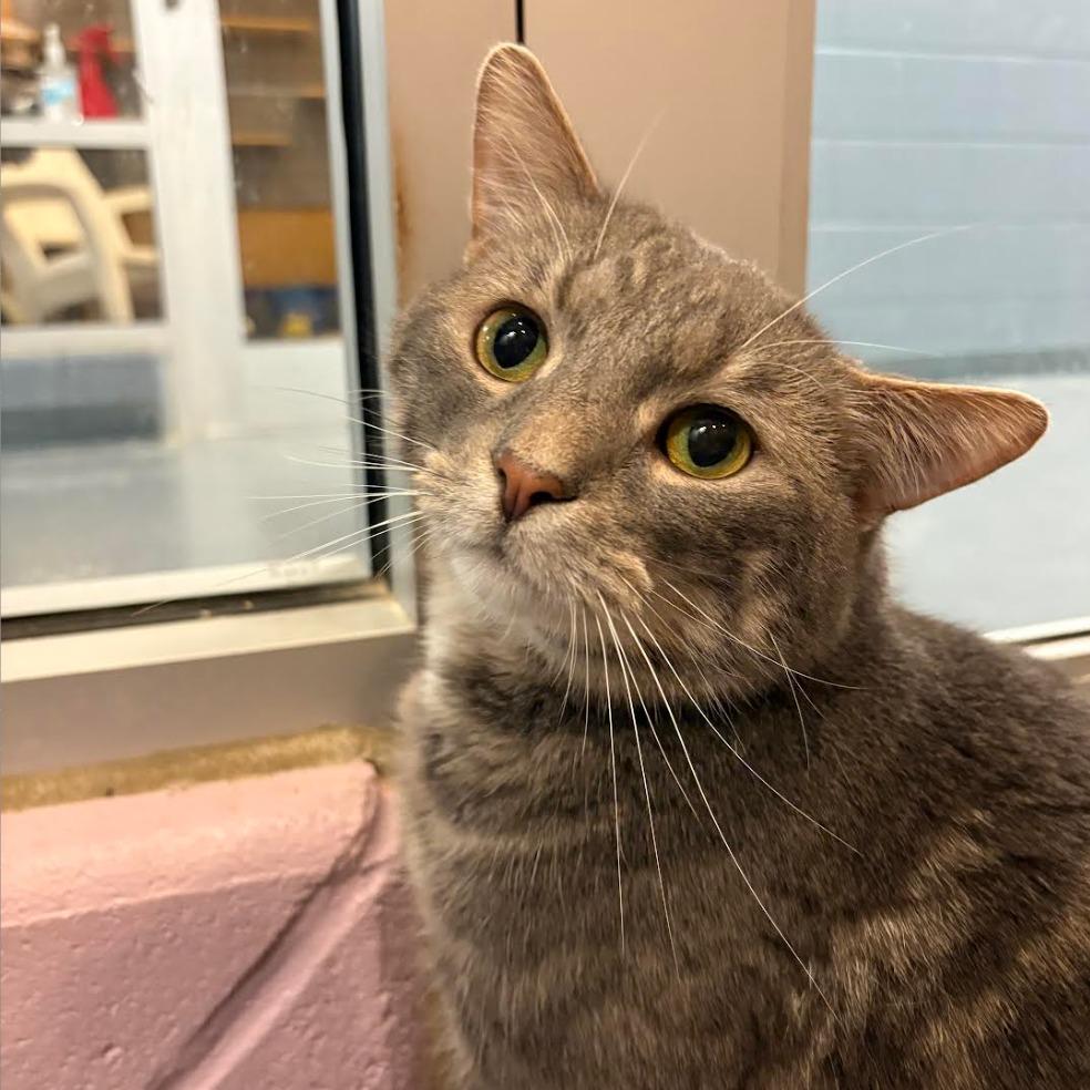 Enlarge Jester, a Adoptable mixed breed in South Bend, IN image 5/6