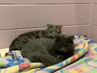 Enlarge Jester, a Adoptable mixed breed in South Bend, IN image 6/6