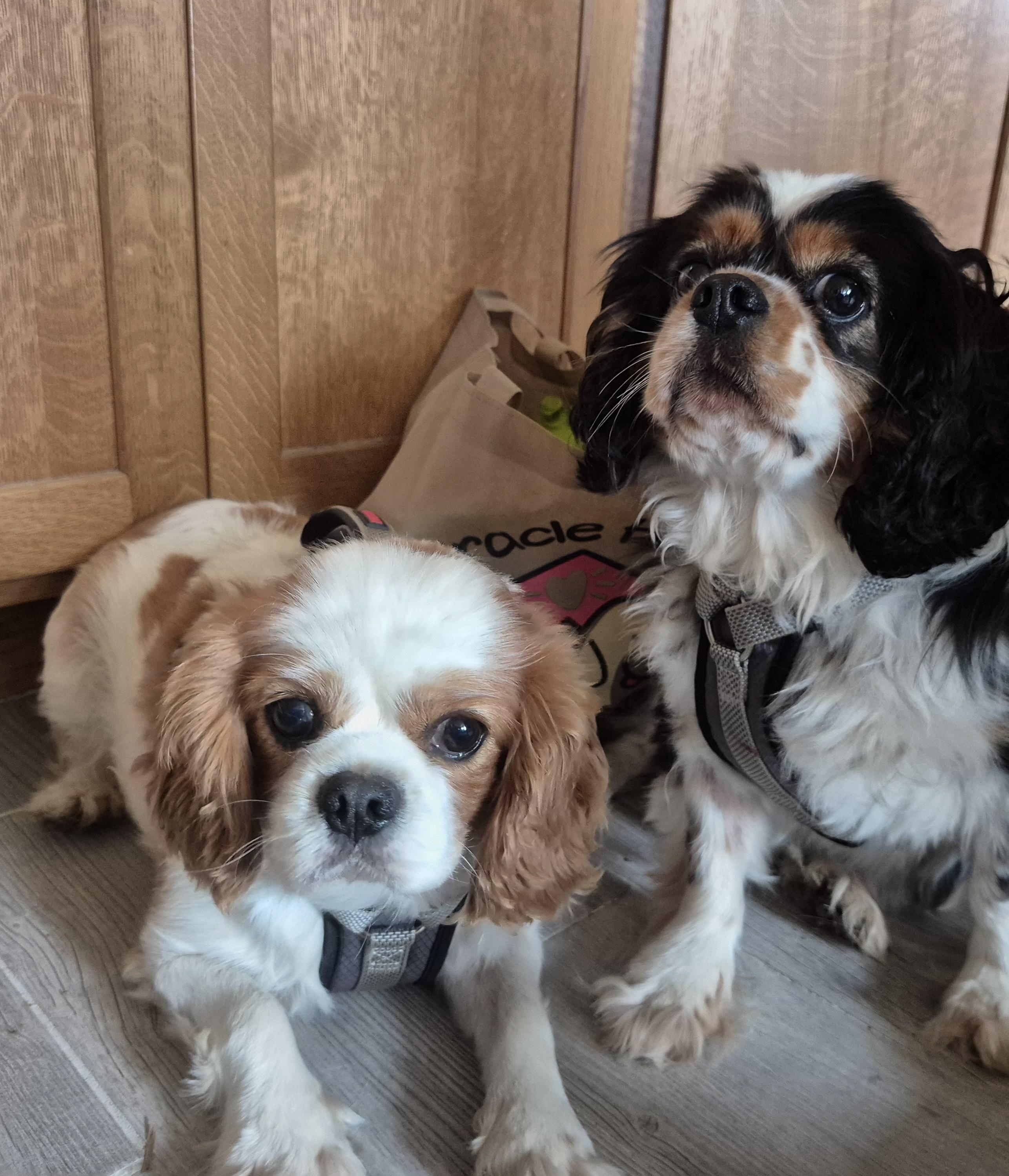 Enlarge Milo, an adopted Cavalier King Charles Spaniel in Sardinia, OH image 2/6