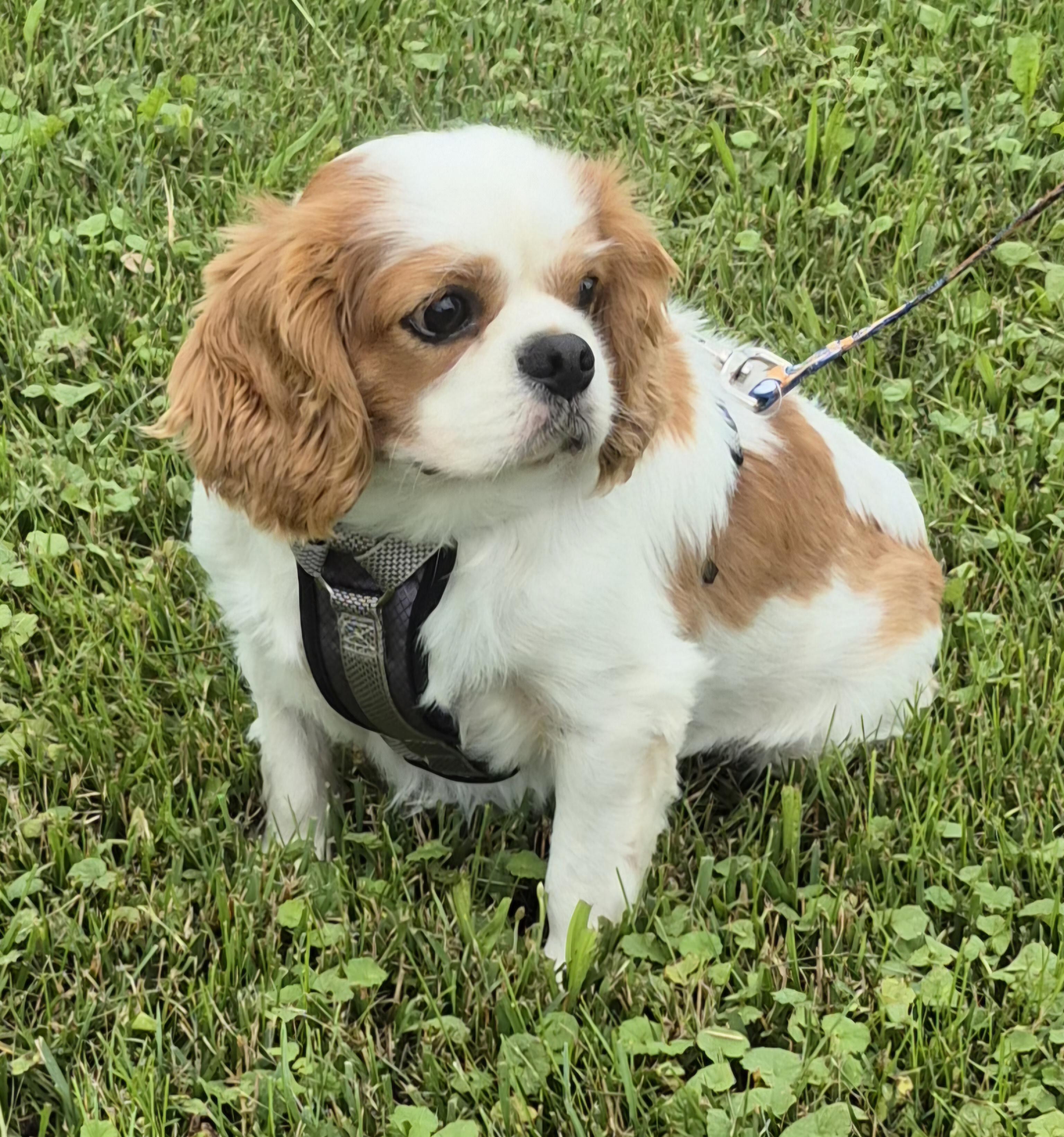 Milo, adopted, Adult Male Cavalier King Charles Spaniel.