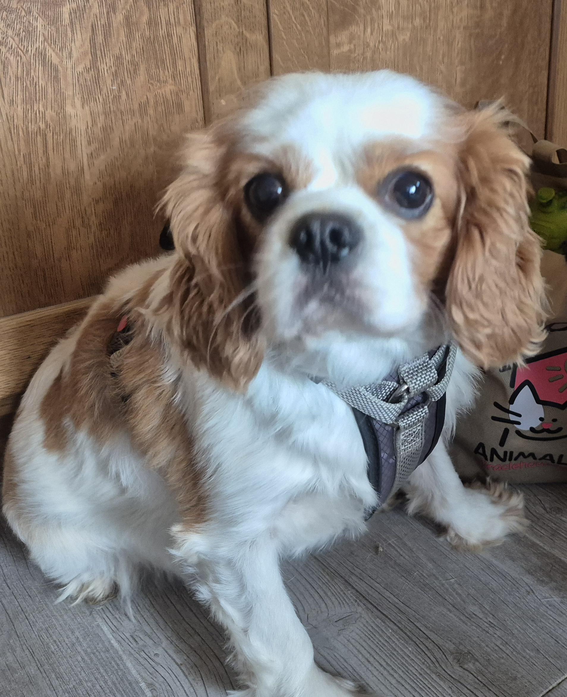Enlarge Milo, an adopted Cavalier King Charles Spaniel in Sardinia, OH image 3/6