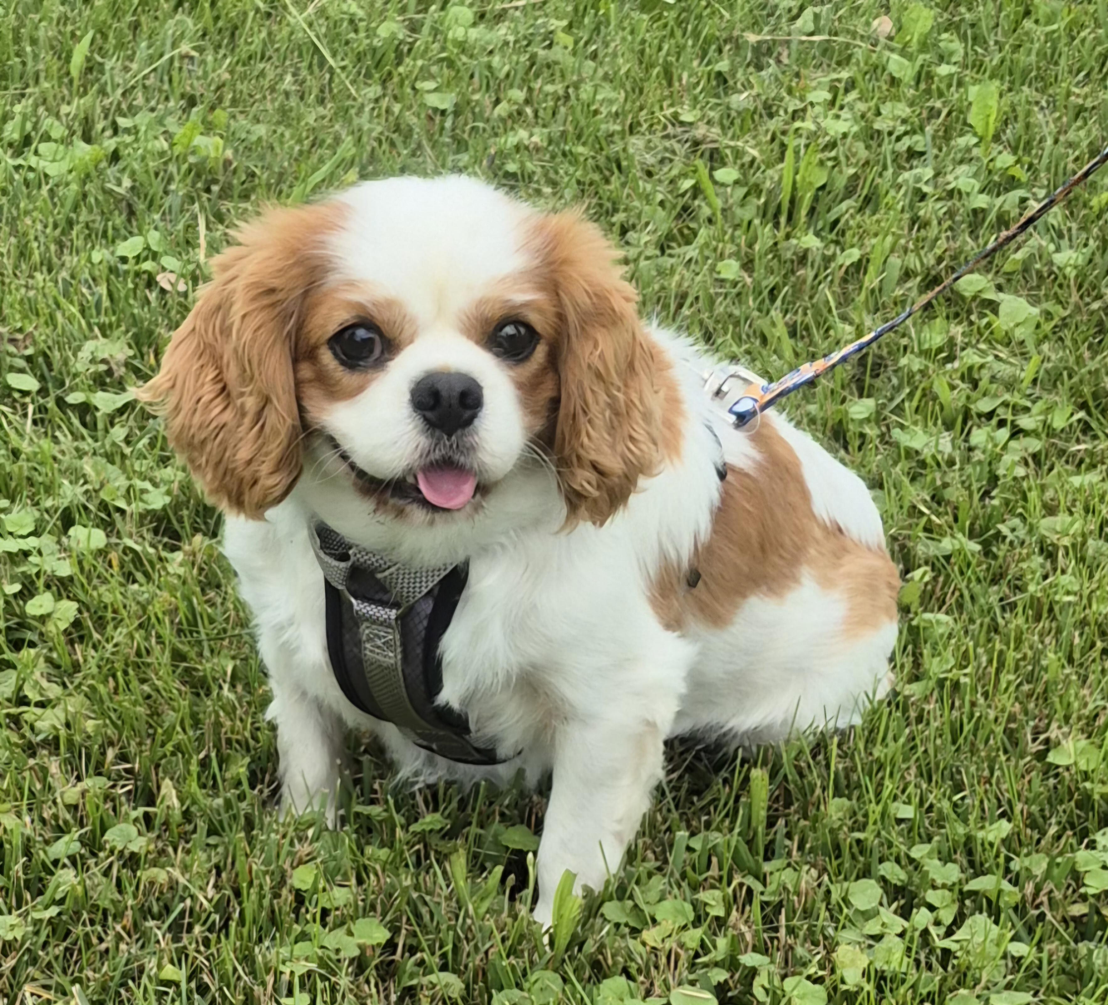 Enlarge Milo, an adopted Cavalier King Charles Spaniel in Sardinia, OH image 5/6