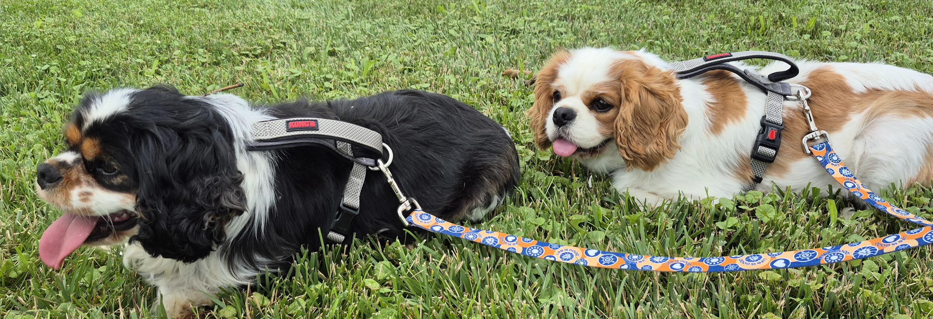 Enlarge Milo, an adopted Cavalier King Charles Spaniel in Sardinia, OH image 4/6