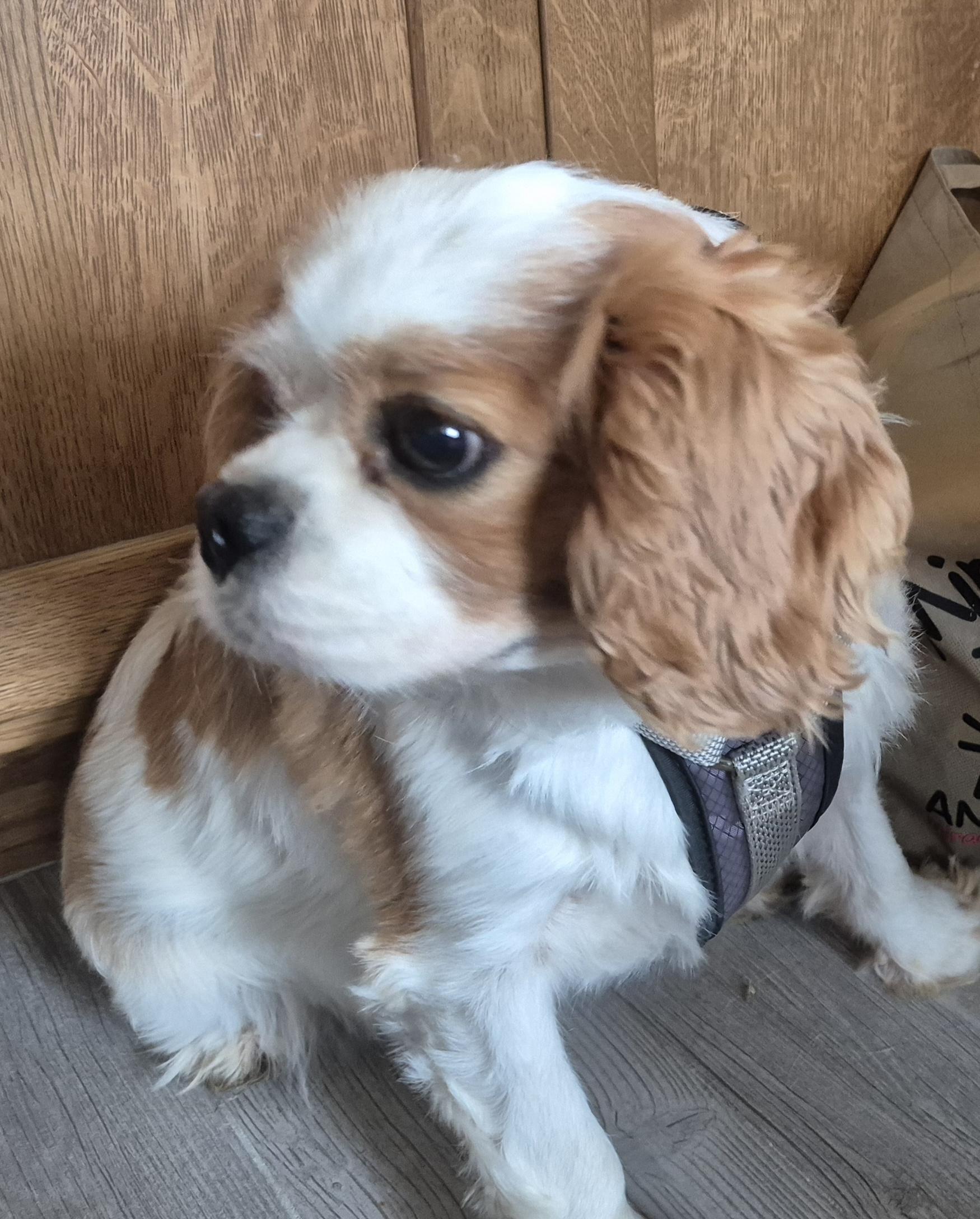 Enlarge Milo, an adopted Cavalier King Charles Spaniel in Sardinia, OH image 6/6