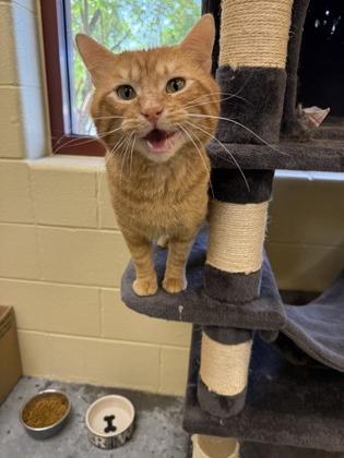 Tonkatsu Curry, Adoptable, Adult Male Domestic Short Hair & Domestic Short Hair.