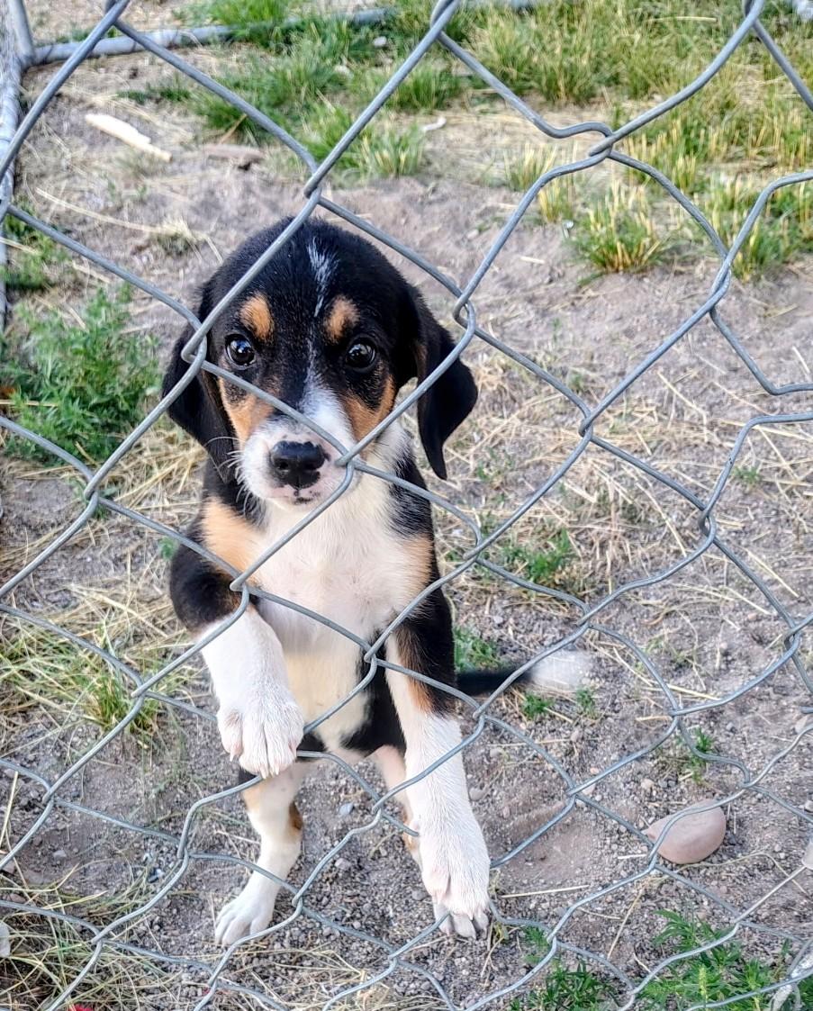 Breezy, a ADOPTABLE mixed breed in Pinedale, WY image 4/5