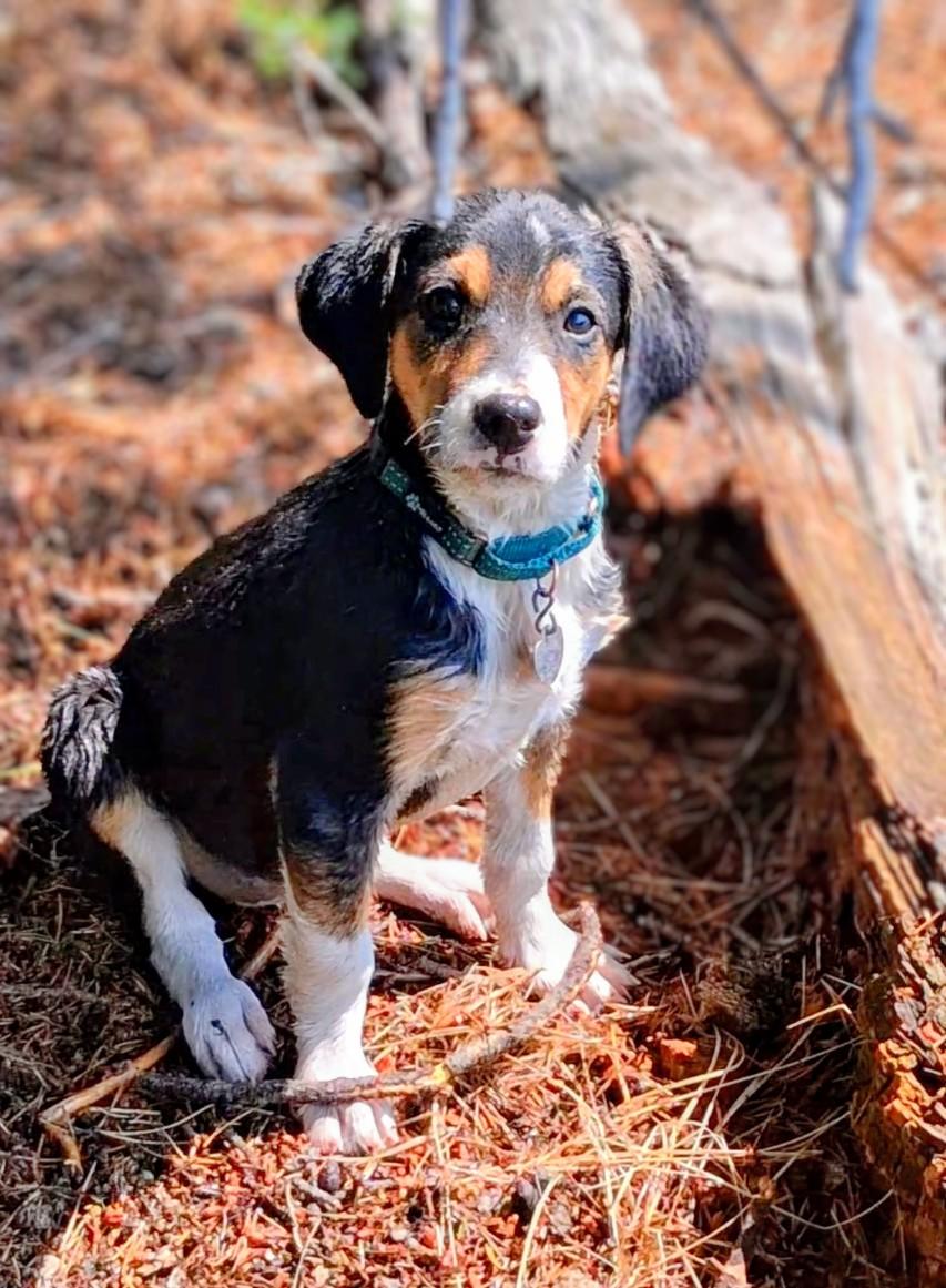 Breezy, ADOPTABLE, Puppy Female Border Collie & Bluetick Coonhound.
