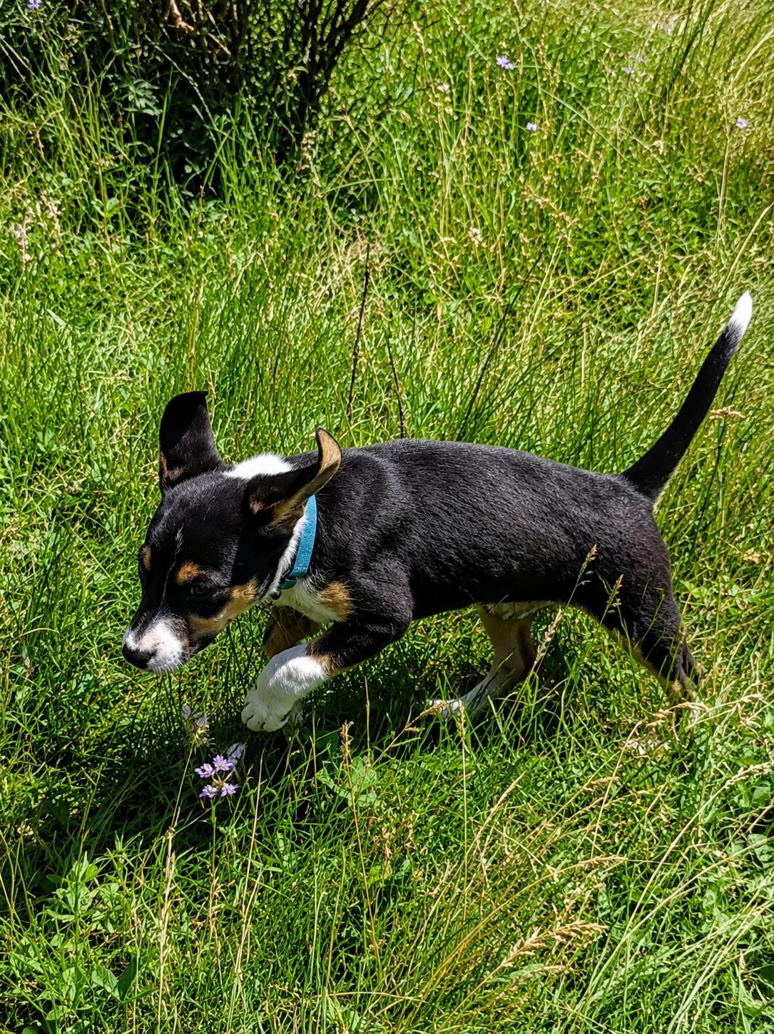 Breezy, a ADOPTABLE mixed breed in Pinedale, WY image 3/5