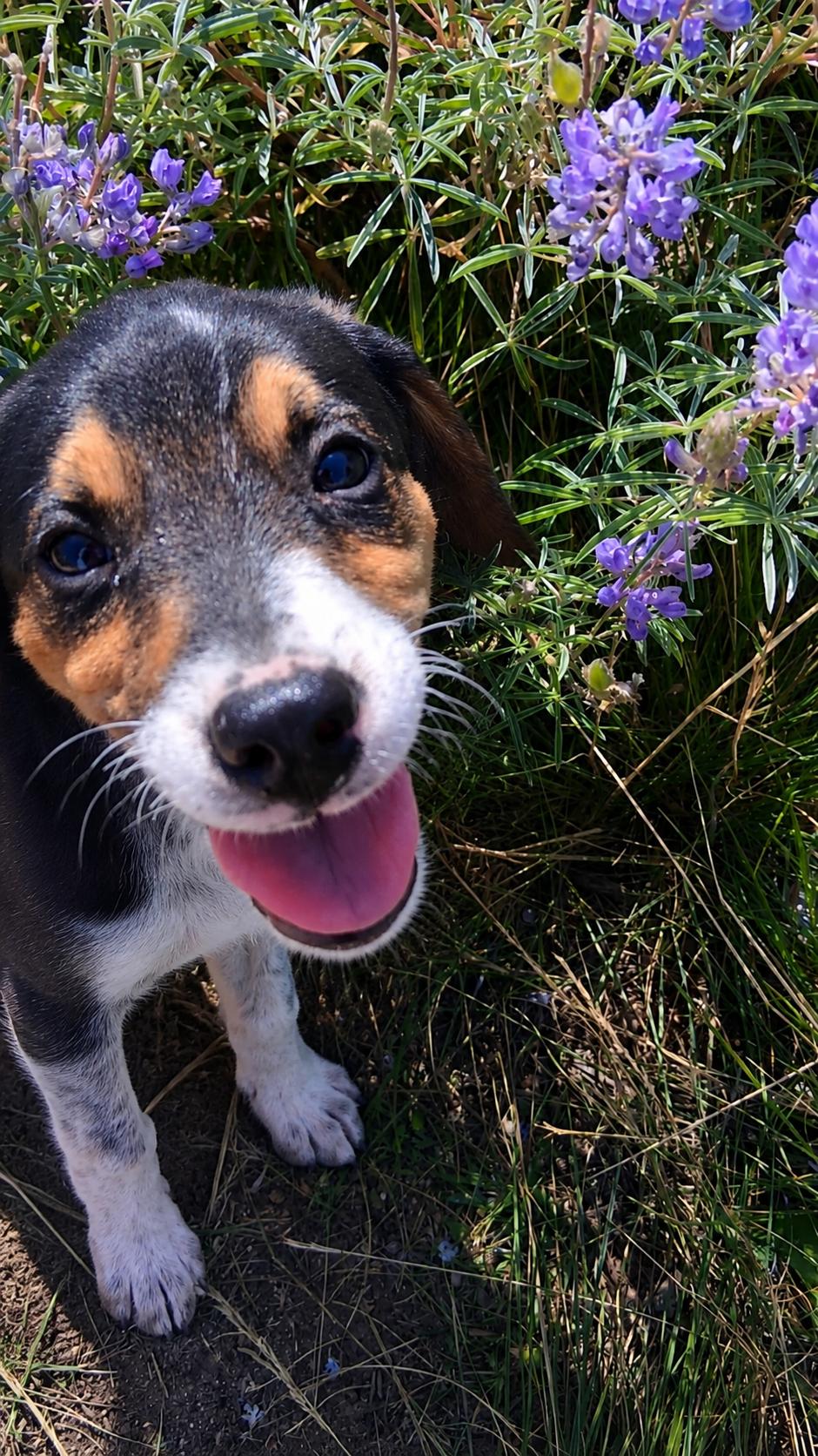 Breezy, a ADOPTABLE mixed breed in Pinedale, WY image 2/5