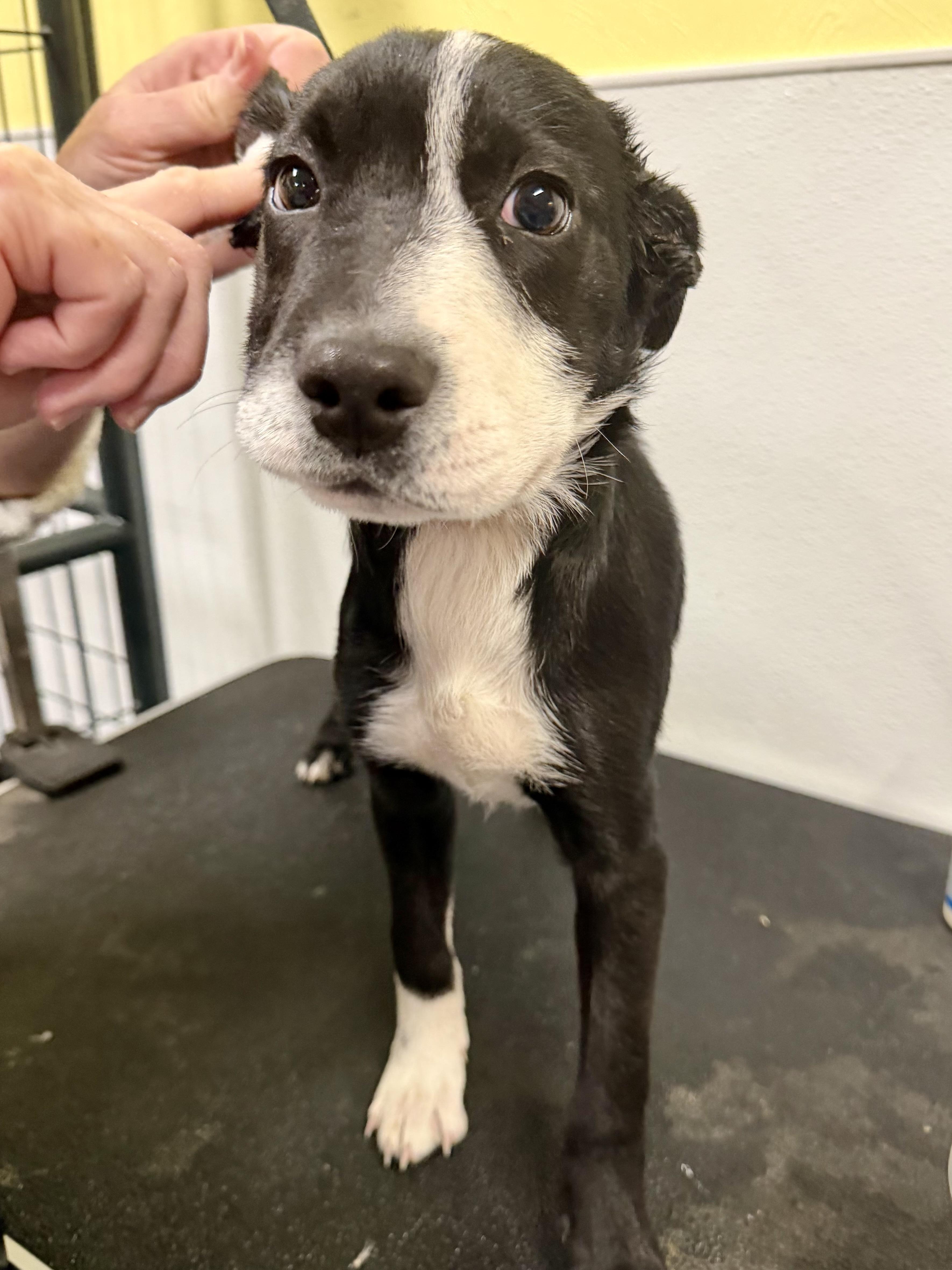 Mai Tai, ADOPTABLE, Puppy Female Border Collie.