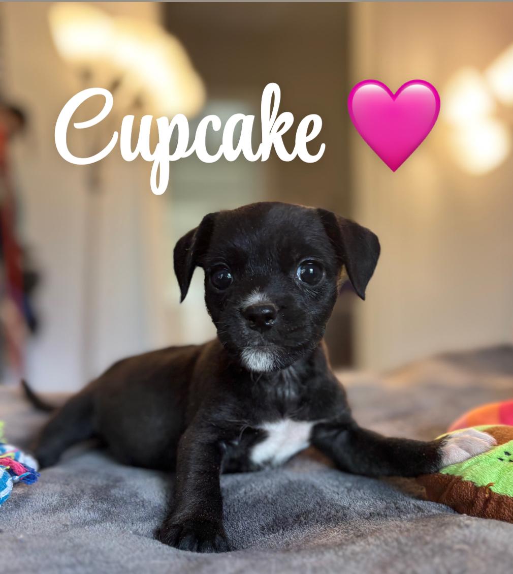 Cupcake