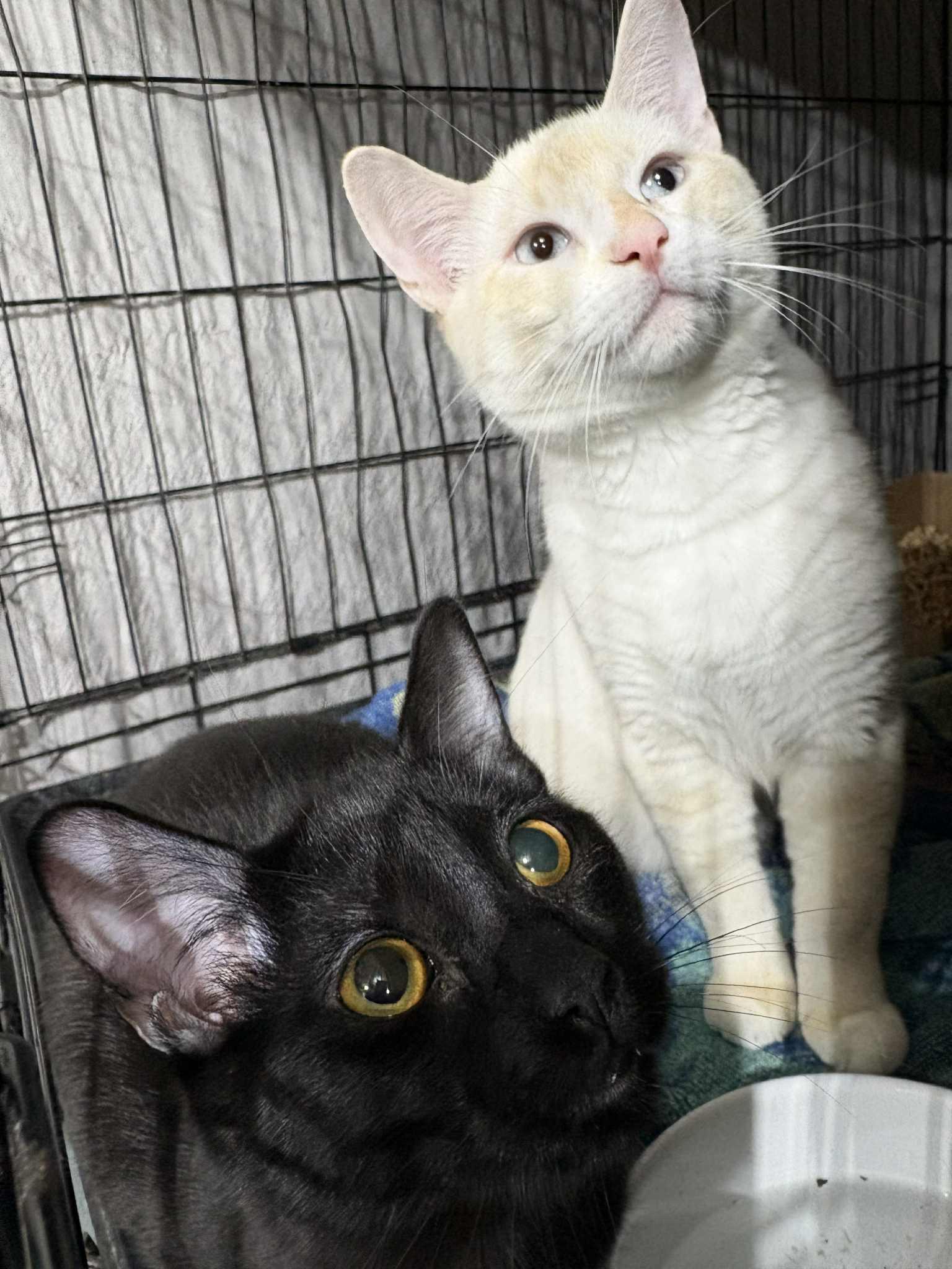 Enlarge Nova & Alaska, a ADOPTABLE Siamese in Westfield, MA image 1/1