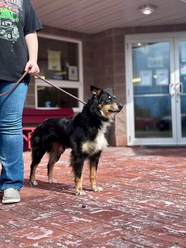 Briley, Adoptable, Adult Female Australian Shepherd.
