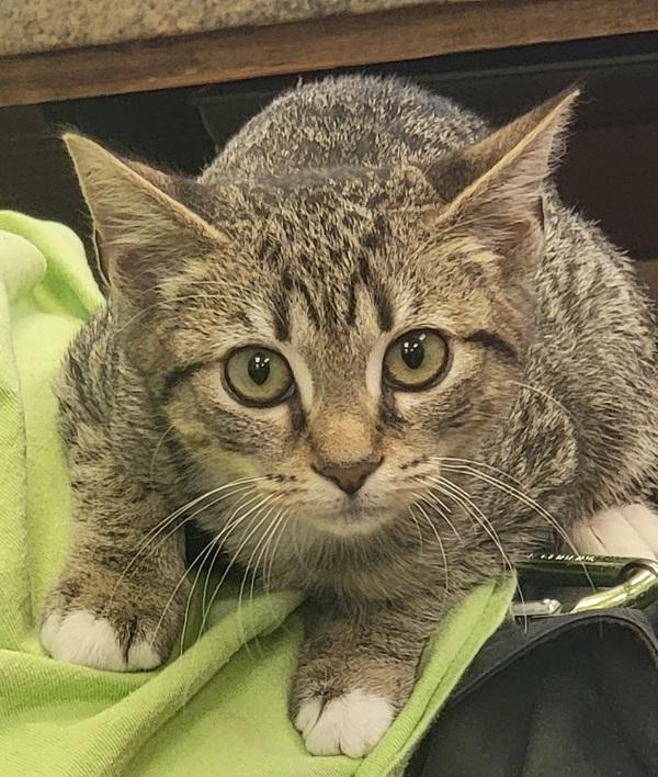 Delta, Adoptable, Kitten Male Domestic Short Hair.