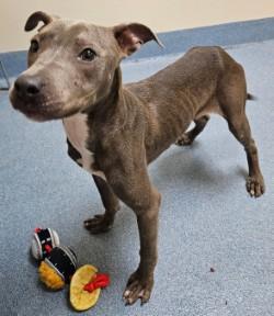 Tiana, ADOPTABLE, Young Female Pit Bull Terrier.