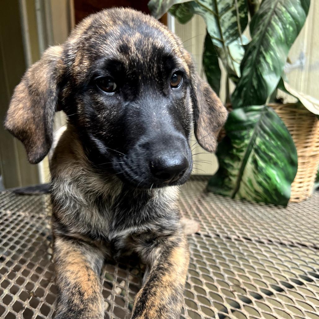 Blizzard — thumbnail 2