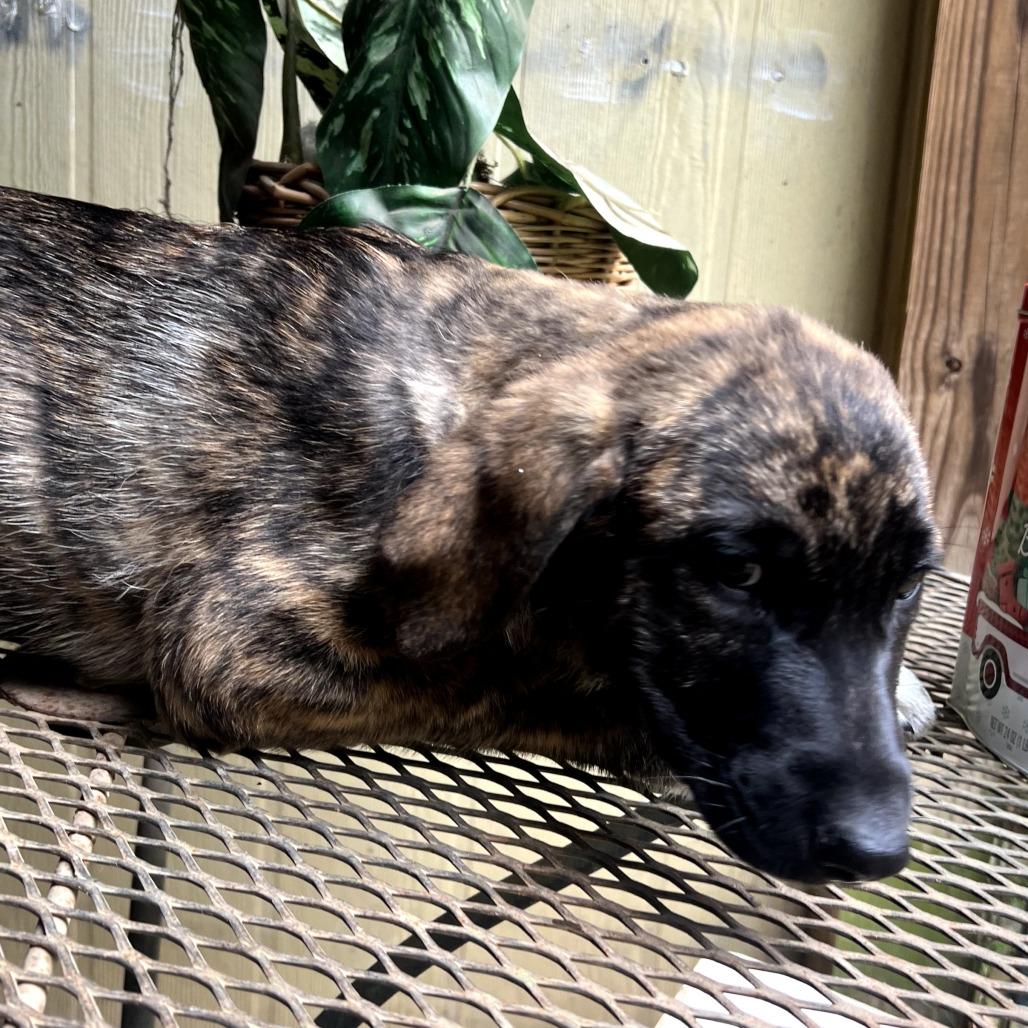 Blizzard — thumbnail 3