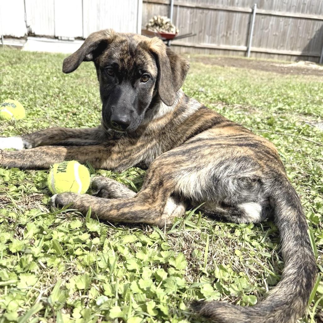 Blizzard — thumbnail 4